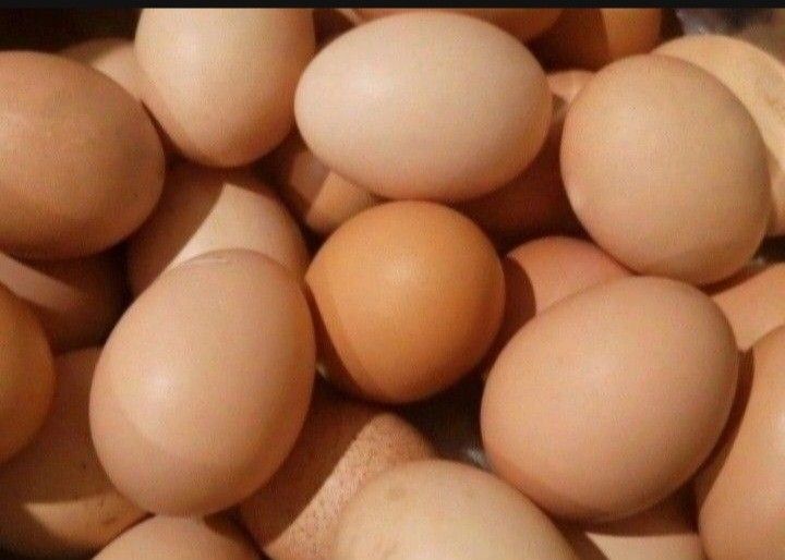 Fresh Organic Eggs for sale.
Free range, non antibiotic