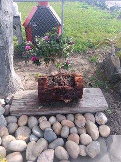 Azelia In A Pot Made In Red Wood