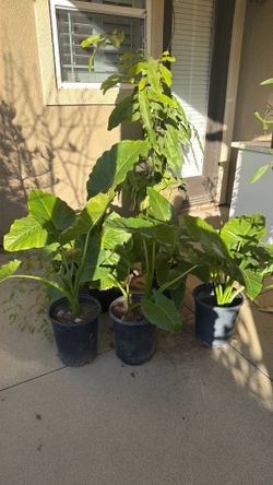 Elephant Ear Plant