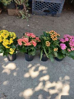 Kalanchoe sunflower