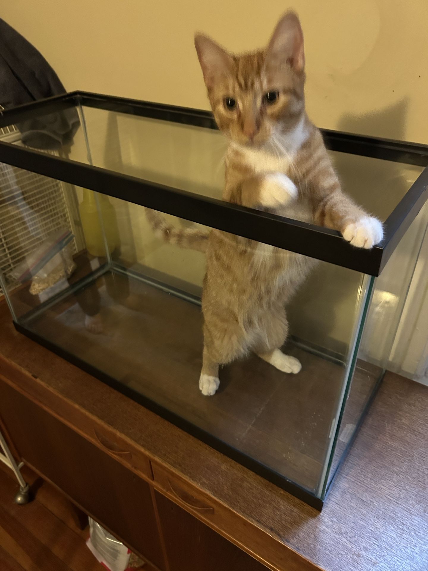 Large Glass Aquarium, Terrarium, Vivarium Tank (Cat not included)