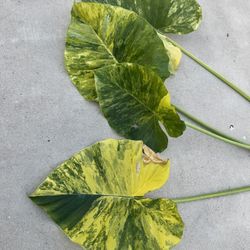 Alocasia Gageana Aurea Large Cutting Variegated Elephant Ear Plant 