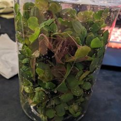 Aquarium Red Root Floaters
