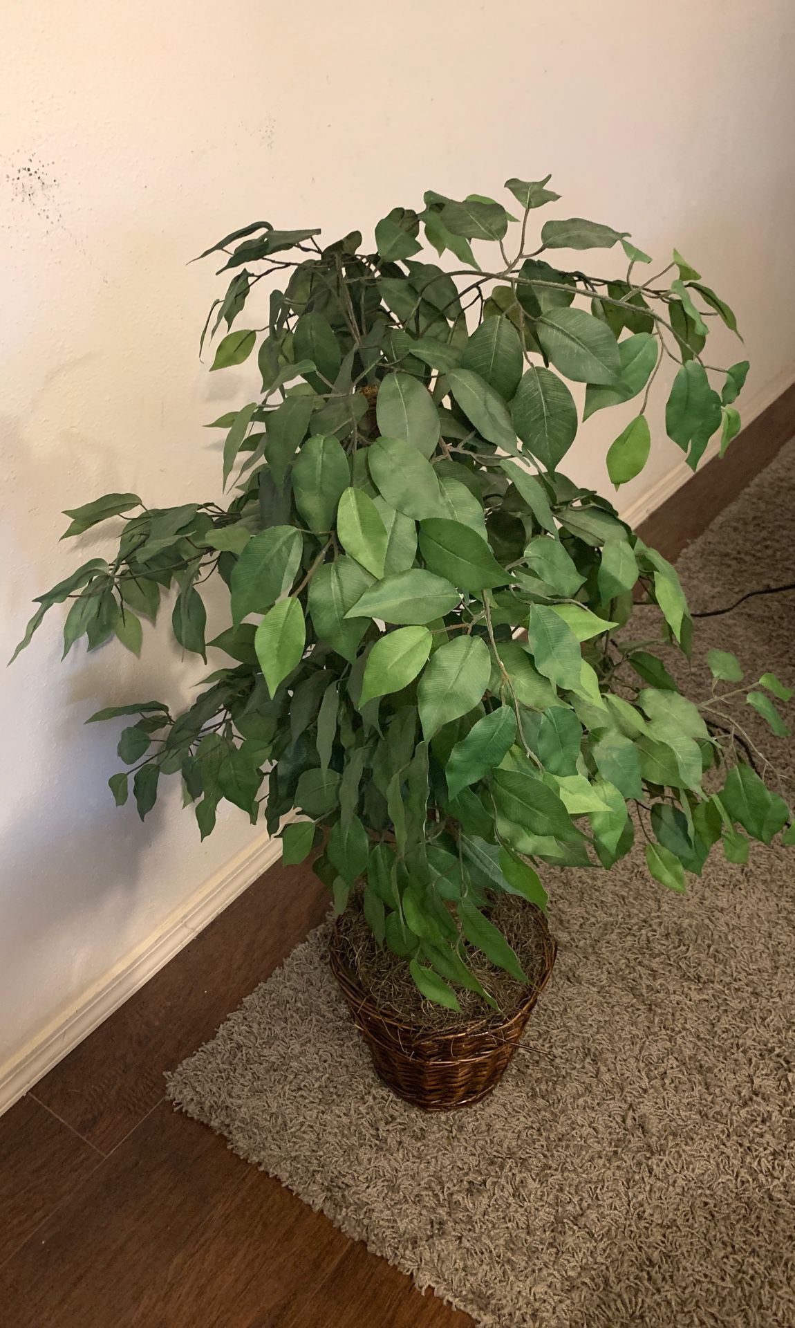 Fake Office/House Plant