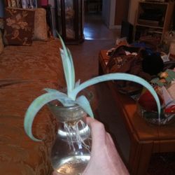 2 Octopus Agave Pups