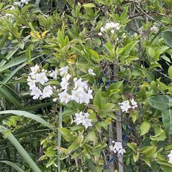 Star Jasmine $$38 Each 