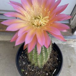 Flying Saucer Cactus Plant, In 5 Gallóns Pot Pick Up Only