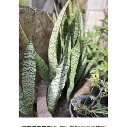 Lengua De Suegra Uña De Gato Siempre Viva Pridijiosa Sitronera 