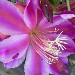 Cactus Flower 