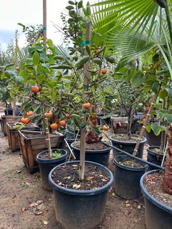 Persimmon tree 25gal