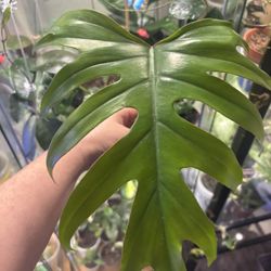 Philodendron Mayoi Cutting With Roots