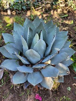 Adult Desert Amts For Sale