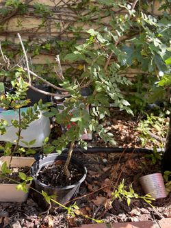 Chinese Sichuan Pepper Tree花椒树