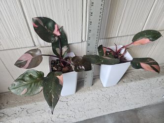 Philodendron Pink Princess Plants