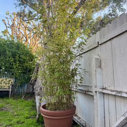 Bamboo Plant (8ft) & Terra Cotta Pot