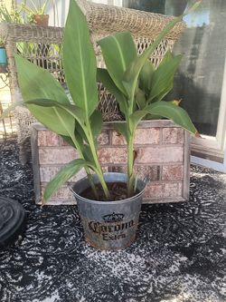 Canna lilies