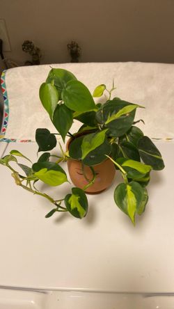 Heart leaf philodendron in unique clay pot with drainage