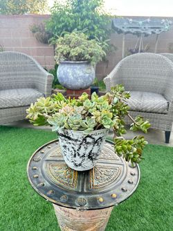 Mixed Succulent Arrangement in Decorative Pot