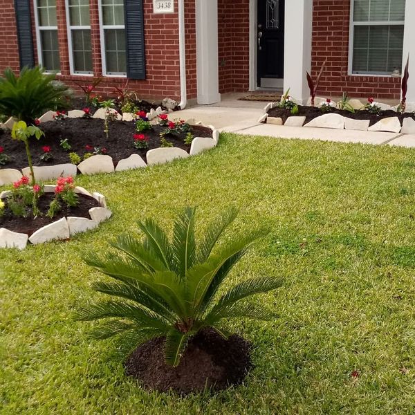 SUPER PLANT SALE for Sale in Houston, TX OfferUp SUPER PLANT SALE for Sale in Houston, TX OfferUp