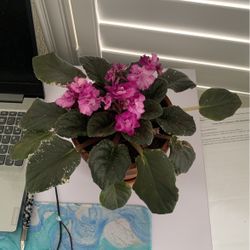 African Violet House Plant