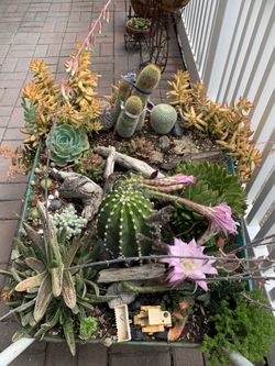Wheelbarrow with beautiful real succulent plants