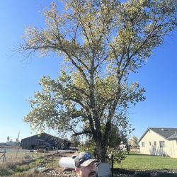Tree Work 