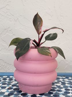 Pink Princess Plant In Pink Pot