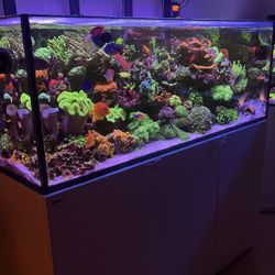 Red Sea 525 Xl Reef Tank 1 Year Old V3 . 
