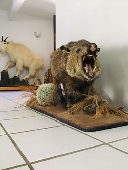 Javelina ( Full Mount )