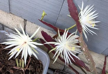Epiphyllum oxypetalum