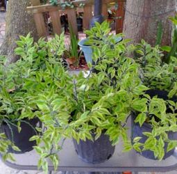 Backbone Plants