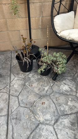 Free Pick Up In Santee 