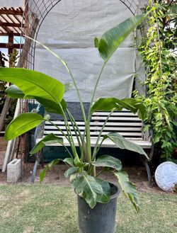Bird of paradise flower