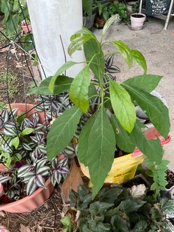 5 Avocado Trees Total
