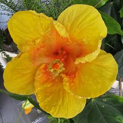 Orange-yellow hibiscus flower plant, well rooted, 1ft+ tall