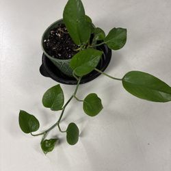 Pothos  Healthy Plant In Pot $5