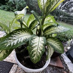 leopard lily Plant