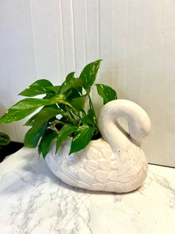 Pathos Plant 🪴