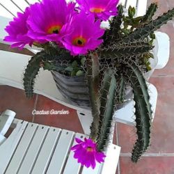 Cactus Baris Colores Y  Mas Colores   Timen Pregutas Yamame (contact info removed) 