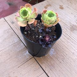 Succulent 