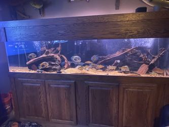 240 gallon acrylic fish tank with everything shown