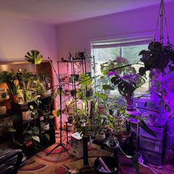 Plants For Sale