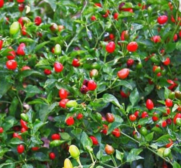 Chili Pequin Seeds for Sale in San Antonio, TX OfferUp