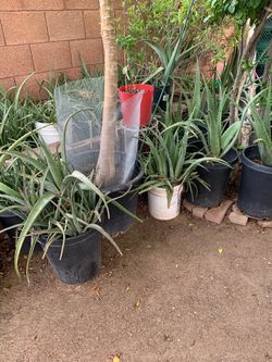 Plenty Of Aloe Vera Plants For Sale