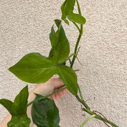 Philodendron Camposportaonum plant CUTTING