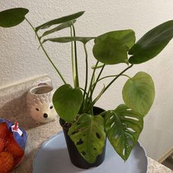 2 Monstera Deliciosa With A Monstera Adansonii 