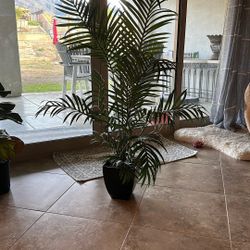 Tall Silk Plant In Black Pot