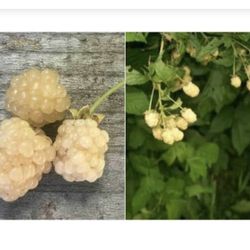 White Blackberry Plant