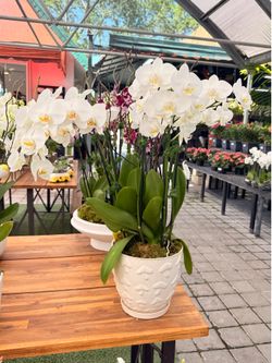 Orchids Arrangements