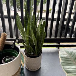 Plants for Sale! READ FULL DESCRIPTION